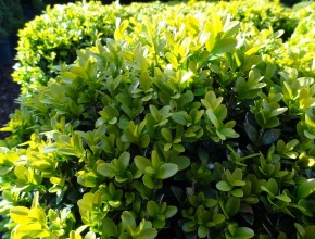 buxus_sempiveres_2