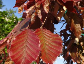 fagus_sylvatica_atropurpurea_blad
