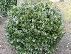 prunus_laurocerasus_rotundifolia