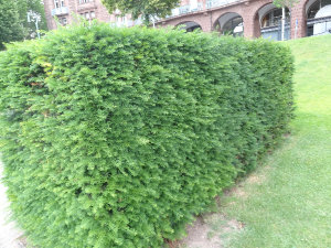 taxus_baccata