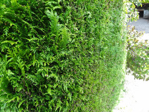 thuja_brabant