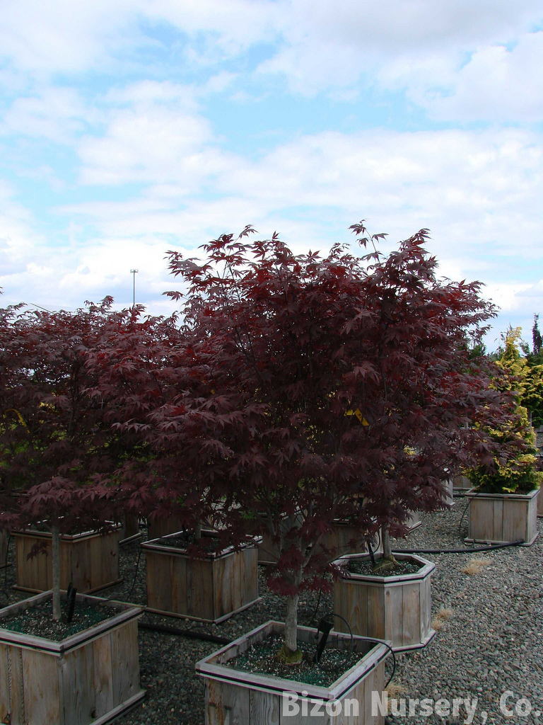 Kom langs om het te weten Picasso Haiku Acer palmatum bloodgood - Japanse esdoorn | Plantenencyclopedie | Plantr.nl